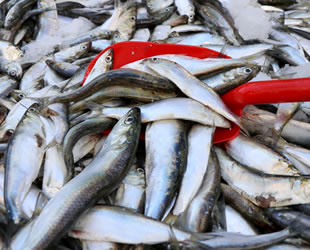 Sardalya, vatandaşın gözdesi oldu