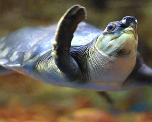 3 bin 300 domuz burunlu kaplumbağa kaçırılmaktan kurtarıldı