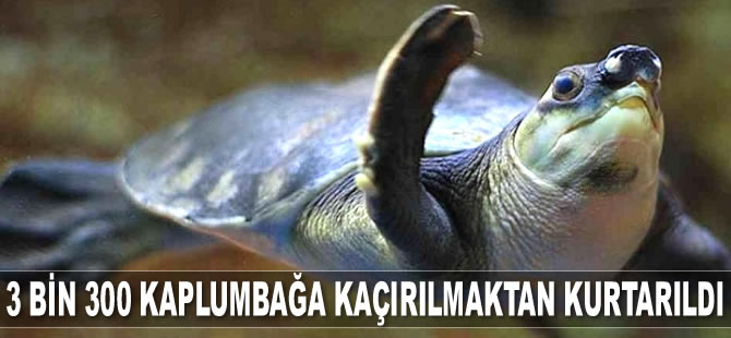 3 bin 300 domuz burunlu kaplumbağa kaçırılmaktan kurtarıldı