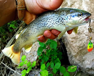 Doğal alabalık avı yasağı sona erdi