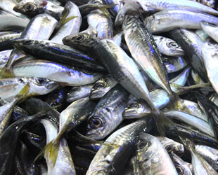 Havalar soğudu, ucuz balık geri geldi