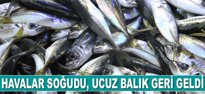 Havalar soğudu, ucuz balık geri geldi