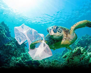 Deniz kaplumbağaları plastikten ölüyor