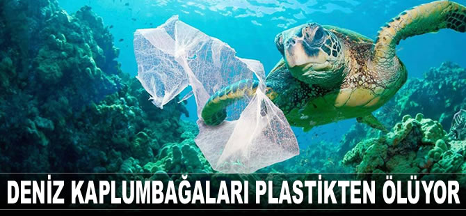 Deniz kaplumbağaları plastikten ölüyor