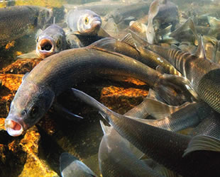 İnci kefalinin boyu uzadı, ağırlığı arttı