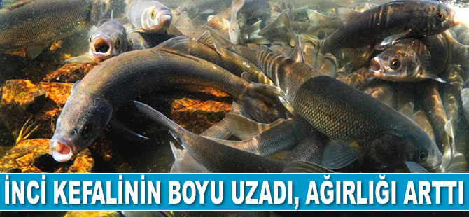 İnci kefalinin boyu uzadı, ağırlığı arttı