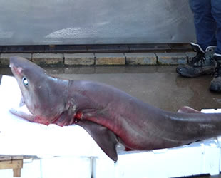 Bursa’da balıkçı ağlarına köpek balığı takıldı