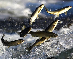 İnci kefali, artık İHA’larla korunacak