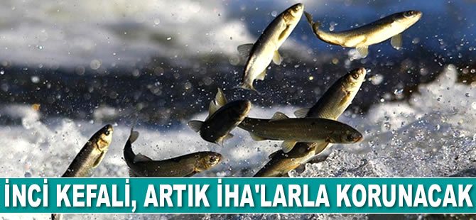 İnci kefali, artık İHA’larla korunacak