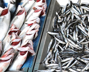 Batı Karadeniz'de balığın azalması tezgaha yansıdı