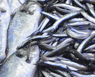 Fiyatların yükselmesi balığa ilgiyi azalttı