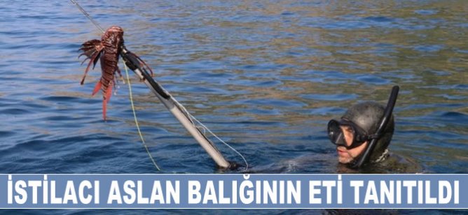 Antalya'da istilacı aslan balığının eti tanıtıldı!
