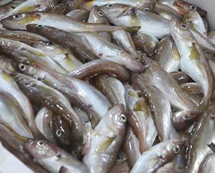 ‘Mezgit Balığının Avlanmasına Kota Konulsun’ uyarısı geldi