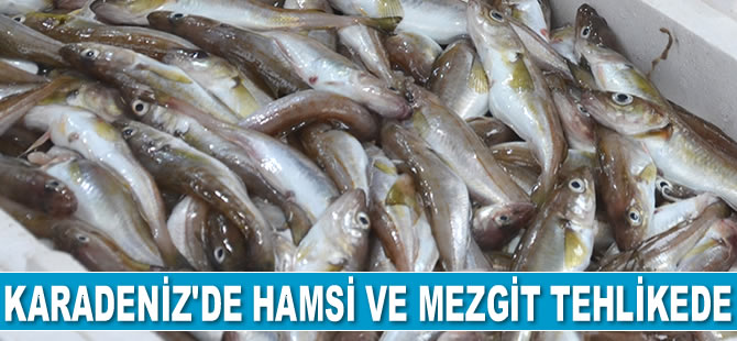 ‘Mezgit Balığının Avlanmasına Kota Konulsun’ uyarısı geldi