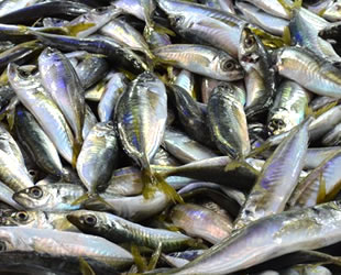 İstavrit bolluğu fiyatları düşürdü