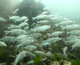 İzmit Körfezi’nde yapılan limanlar balıkçılığın azalmasına neden oluyor