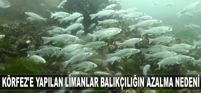 İzmit Körfezi’nde yapılan limanlar balıkçılığın azalmasına neden oluyor