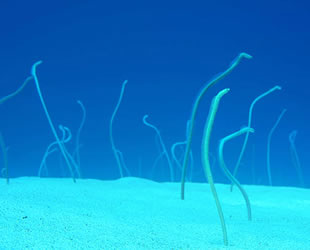 Türkiye'de ilk kez yılan balığından yapay yolla yavru alındı