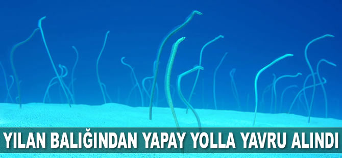 Türkiye'de ilk kez yılan balığından yapay yolla yavru alındı