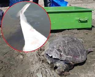 Kuşadası'nda yunus ve caretta caretta ölüleri kıyıya vurdu