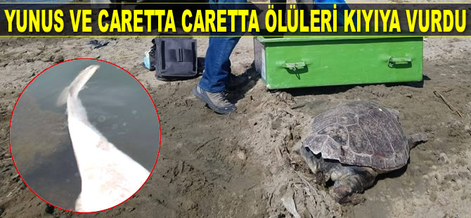 Kuşadası'nda yunus ve caretta caretta ölüleri kıyıya vurdu
