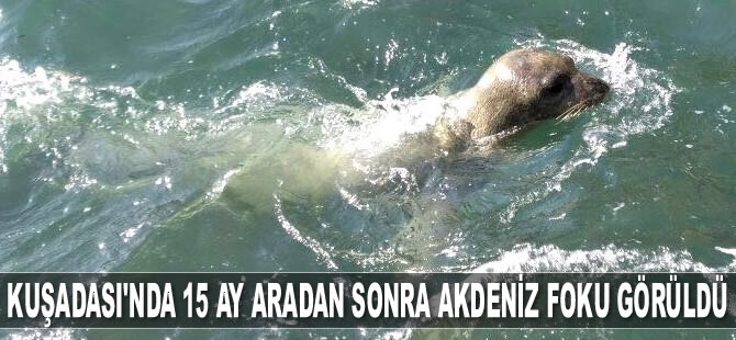 Kuşadası’nda 15 ay aradan sonra Akdeniz foku görüldü