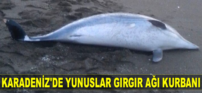 Karadeniz'de yunuslar gırgır ağı kurbanı oldu