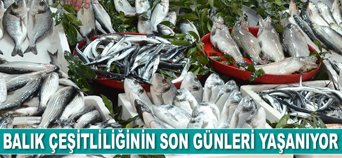 Tezgahlarda balık çeşitliliğinin son günleri yaşanıyor