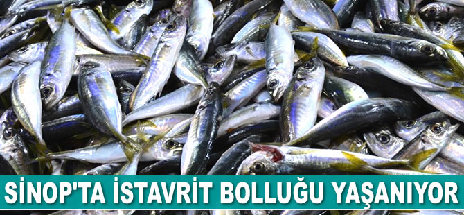 Sinop'ta istavrit bolluğu yaşanıyor