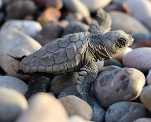 Caretta carettalar için bekçi aranıyor