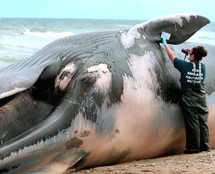 Filipinler'de ölü balinanın midesinden 40 kilogram plastik çıktı