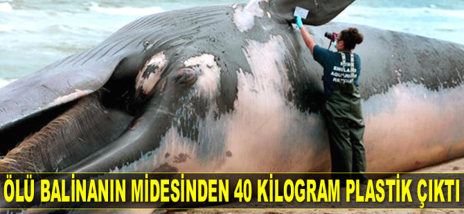 Filipinler'de ölü balinanın midesinden 40 kilogram plastik çıktı