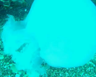 Denizanaları, Antalya Körfezi'ni istila etti