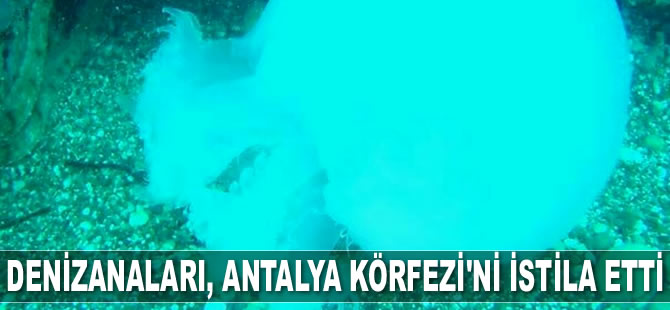Denizanaları, Antalya Körfezi'ni istila etti