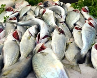 Tezgahlardaki uskumru bolluğu, fiyatları düşürdü