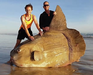 Avustralya’da kıyıya güneş balığı vurdu