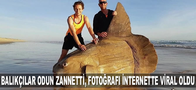 Avustralya’da kıyıya güneş balığı vurdu