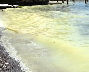 Marmaris'te deniz sarıya boyandı, gören belediyeyi aradı