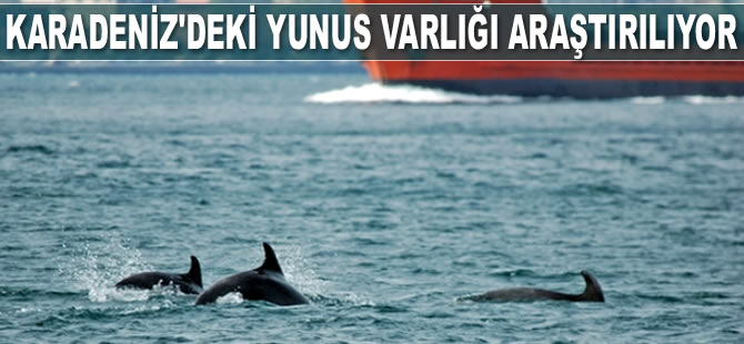 Karadeniz'deki yunus varlığı araştırılıyor