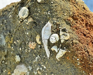 Muş'ta deniz canlılarına ait 11 milyon yıllık fosiller bulundu
