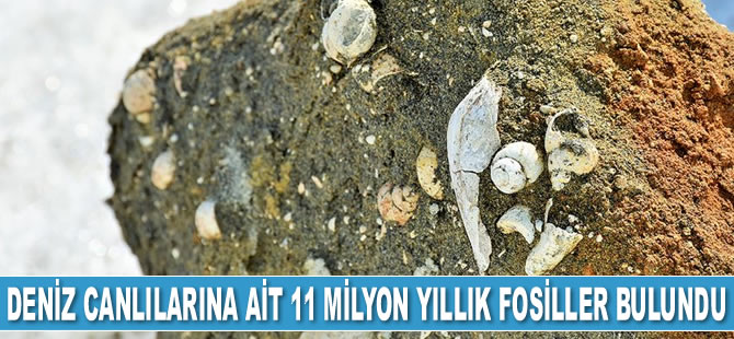 Muş'ta deniz canlılarına ait 11 milyon yıllık fosiller bulundu