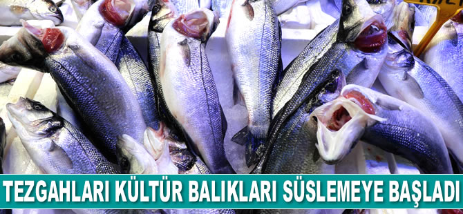 Tezgahları kültür balıkları süslemeye başladı