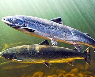 Karadeniz somonuna talep arttı