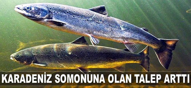 Karadeniz somonuna talep arttı