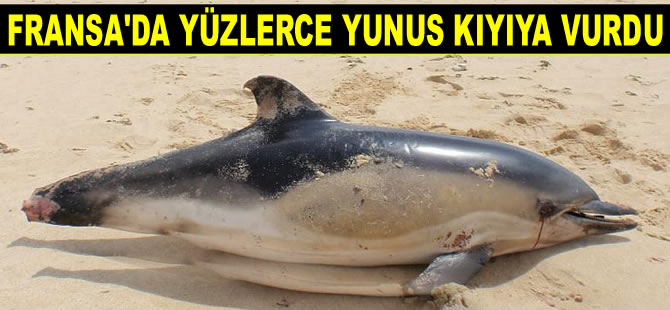 Fransa’da yılbaşından bu yana onlarca yunus kıyıya vurdu