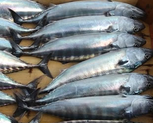 Mersin'de iki kişi, balık karnında uyuşturucu sevkiyatı yaparken yakalandı