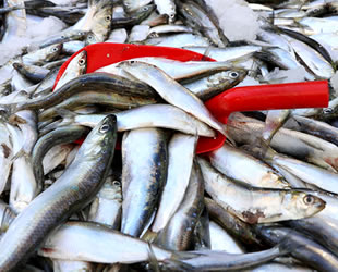 Hamsi, tahtını sardalyeye bıraktı