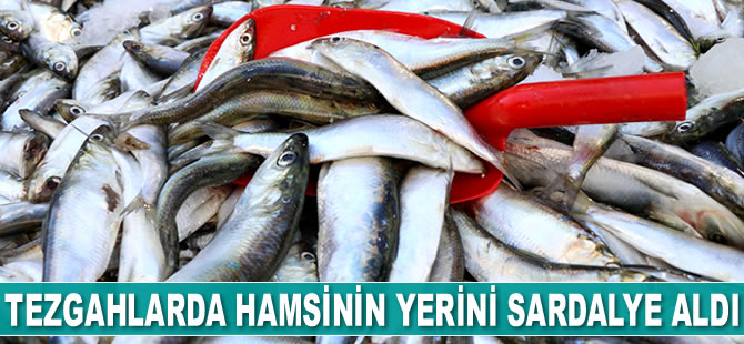 Hamsi, tahtını sardalyeye bıraktı