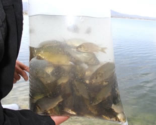 Beyşehir Gölü’ne 200 bin yavru sazan bırakıldı