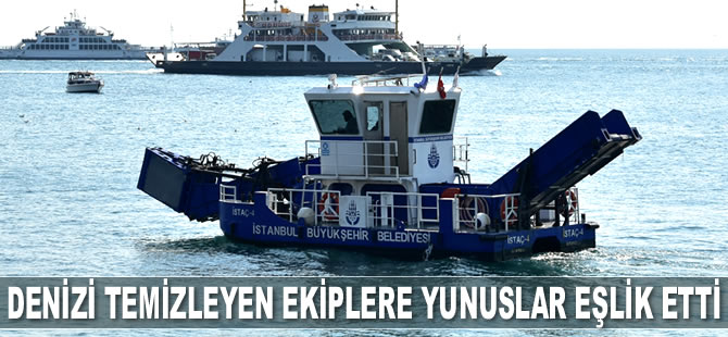 İBB’nin deniz yüzeyi temizleme ekiplerine yunuslar eşlik etti